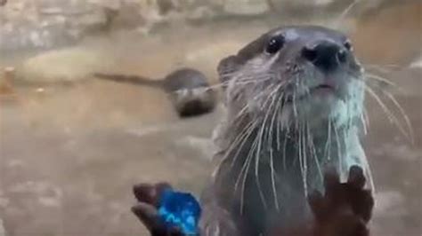 Adorable Denver Zoo Otters Play With Adorable Tiny Toys Video