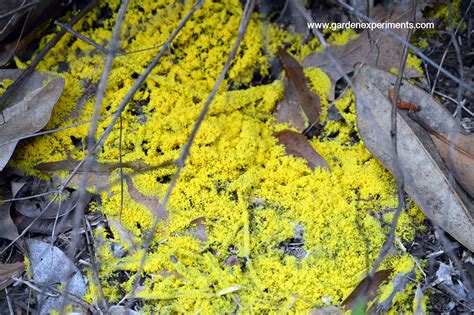 Perhaps either because the conditions aren't quite right or because i scrape them away before they get to a significant size. Yellow Slime Mold - The Dog Vomit Fungus