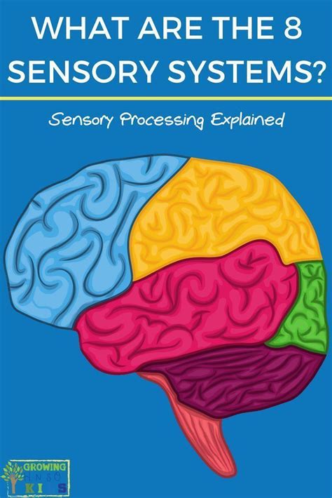 What Are The 8 Senses Sensory Processing Explained Sensory System