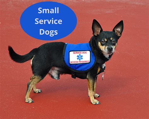 Best Small Service Dog Breeds 6 Examples Four Paw City