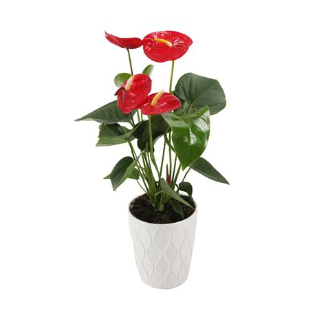 Just Add Ice Live Tropical Plants Live Anthurium Potted Plant Easy