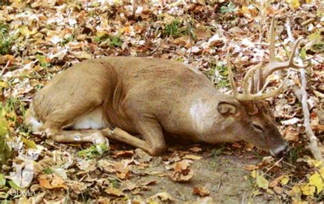 Where Do Deer Sleep National Deer Association