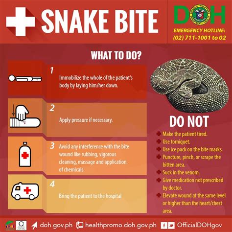 Snake Bites First Aid