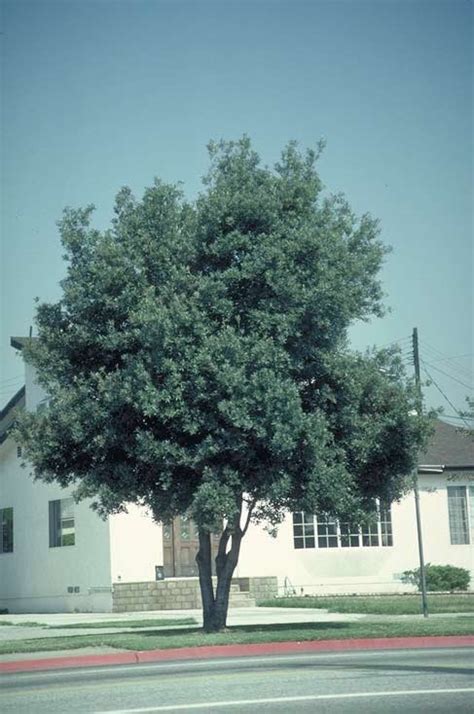 Tanbark Oak Tree Selection Landscape Plants Edward F Gilman Uf