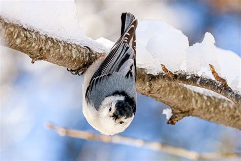 See full list on allaboutbirds.org The Amusing Antics of the White-breasted Nuthatch