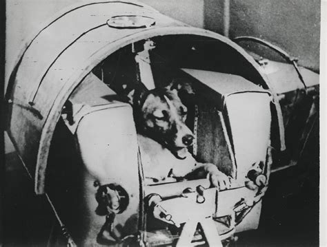 The Dog Laika First Animal To Orbit The Earth Before Launch November