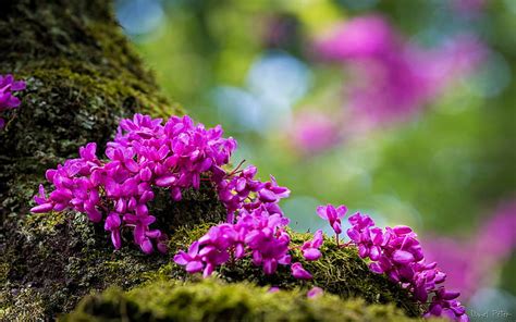 Hd Wallpaper Spring Mountain Flowers Purple Color Desktop Wallpaper Hd