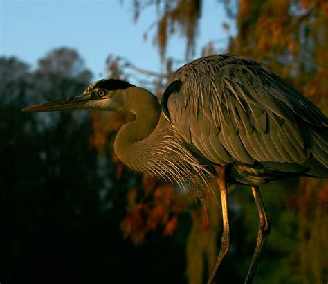 Great Blue Heron At Sunrise Perched On The Dock To Get A D Flickr