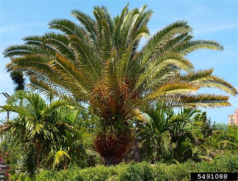 Canary Island Date Palm Phoenix Canariensis Arecales Arecaceae