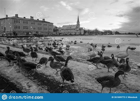 Ducks And Swans In Front Of Lake In Reykjavik Stock Image Image Of
