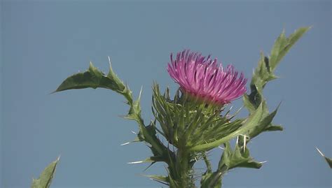 Free Images Prickly Field Summer Botany Flora
