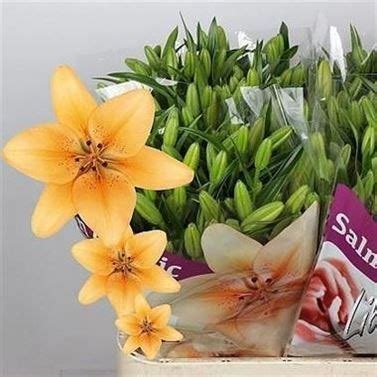 Lily LA Salmon Classic 90cm Wholesale Dutch Flowers Florist