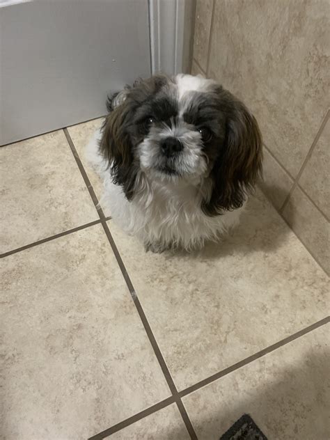 Ok these fur ball are ready for a home. Shih Tzu Puppies For Sale | Oklahoma City, OK #315560