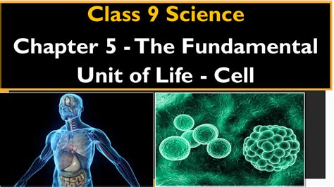 The Fundamental Unit Of Life Class 9 Notes Summary Question Answer