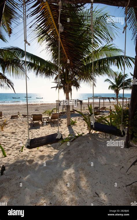 Beach Palm Swinger West Hd Photo