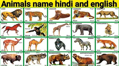 Animal Names Wild Animals Hindi Varanamala Hindi Alphabets
