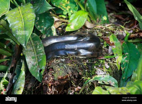 A Wild Green Anaconda Eunectes Murinus The Worlds Largest Snake