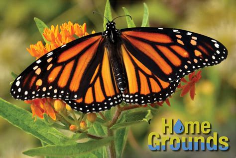 Attracting Monarch Butterflies To Your Landscape Home