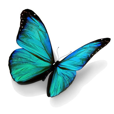 Turquoise Butterfly Purple Butterfly Tattoo Blue Butterfly Tattoo