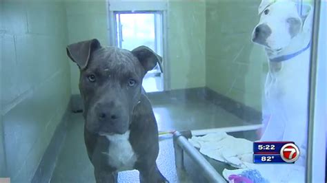 Broward Humane Society Miami Dade Animal Services Offering Pet