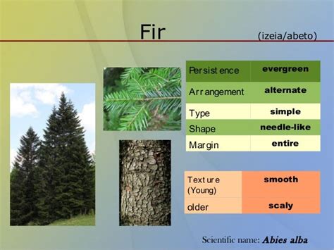 Classification Of Trees