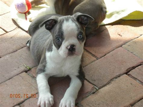 Dog breeders and puppies for sale in texas. Blue Eyed Boston Terrier Puppies For Sale | PETSIDI