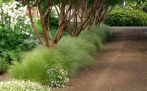 Beautiful Mexican Feather Grass Garden Designs Yahoo Image Search