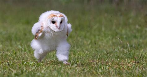 Fluffy Baby Barn Owl