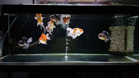 Oranda Goldfish Tank Youtube
