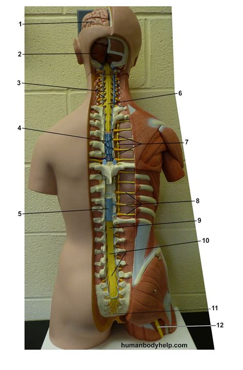 Click on a photo for a larger view of the model. Spinal Cord - Torso - Human Body Help