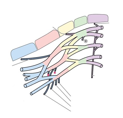 Anatomy Brachial Plexus Labeling Diagram Quizlet