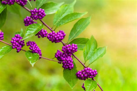 Attractive Shrubs And Trees With Purple Fruits And Berries
