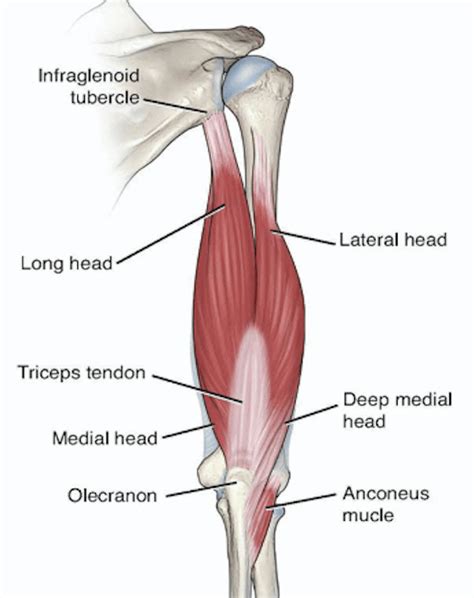 Biceps And Triceps Tendon Rupture Core Em