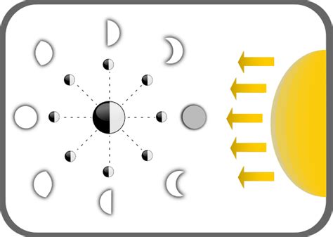 Diagram Of Moon Phases Clip Art At Vector Clip Art Online