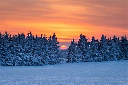 Snow Pine Trees Sunset Forest Wallpapers Nature