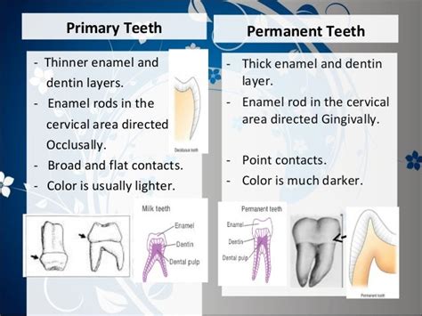 Difference Between Deciduous And Permanent Teeth Teethwalls