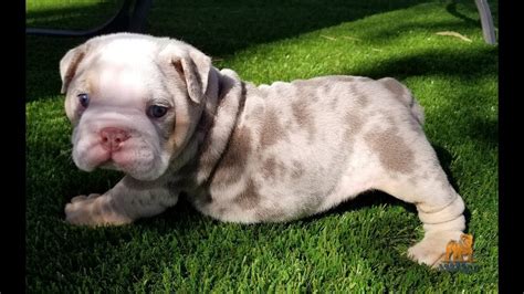 Blue tri english bulldog male available. English Bulldog for sale / Amazing Lilac Tri Merle Puppy ...