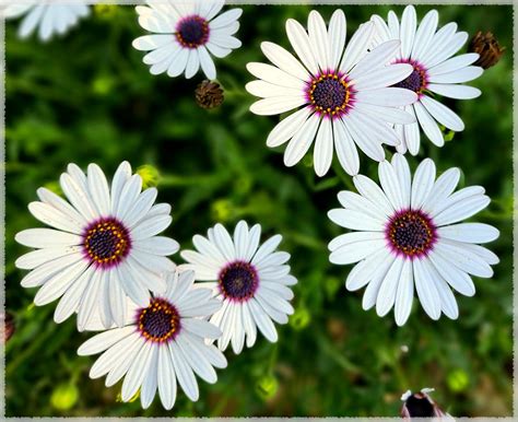 Dimorphotheca White King African Daisy White Flower Seeds Pack Of