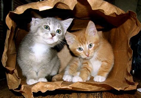 Cats In Bags Cuteness Overflow