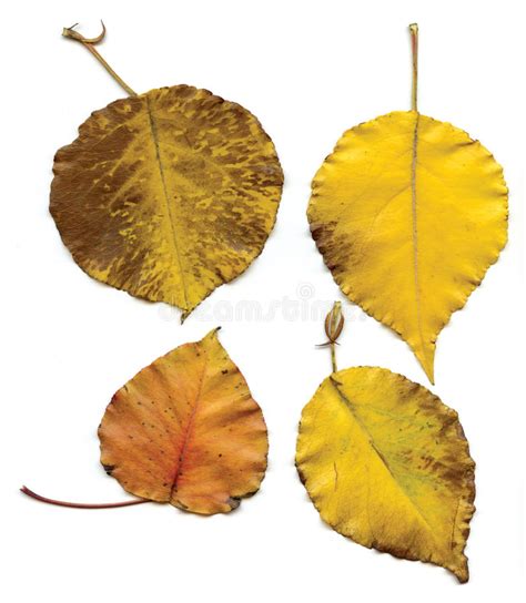 Four Yellow Leaves Stock Photo Image Of Autumn Orange 55474804