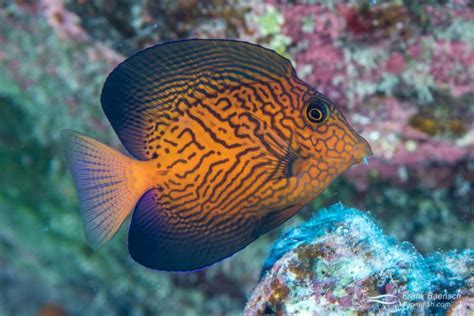 Bony Fish Photos Frank Baensch Underwater Photography