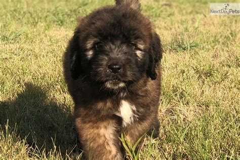 This unique dog is a mixed breed between a purebred standard poodle and a saint bernard. Saint Berdoodle - St. Berdoodle puppy for sale near Dallas ...