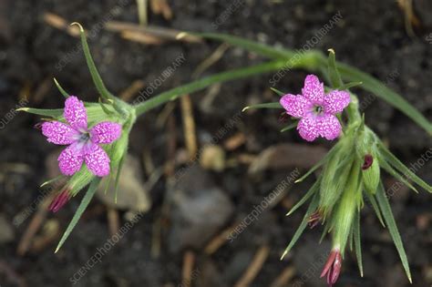 Deptford Pink Dianthus Armeria Stock Image B8061497 Science