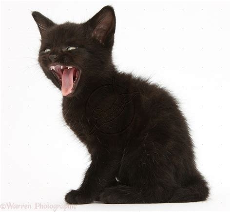 Pin By Jessie Calhoun On Animals Cats Black Kitten Kittens Yawning