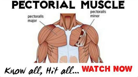 There are three muscles that lie in the pectoral region and exert a force on the upper limb. Easy Tips For Building A Big Chest | CHEST ANATOMY | Hindi ...