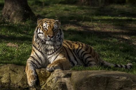 Wallpaper Tiger Lying Down Predator Stare Big Cats
