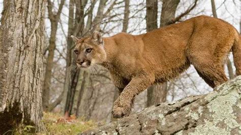 The Latest 1 Killed 1 Satisfactory Condition After Cougar Attack