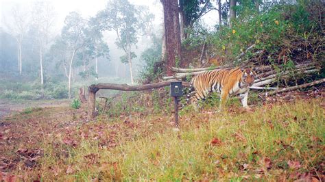 Nagarahole Bandipur Top 3 In Tiger Census Star Of Mysore