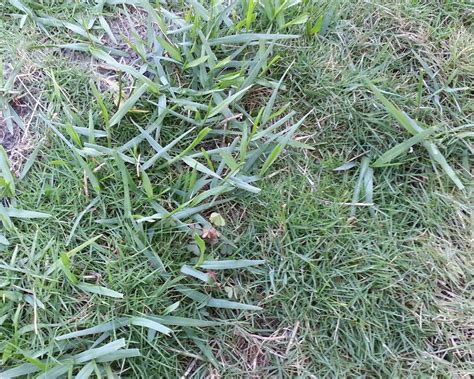 Where does zoysia grass grow? What is this weed? (pic) (flower, 2014, yard, how to) - Garden -Trees, Grass, Lawn, Flowers ...