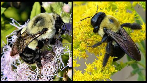Bumblebee Or Carpenter Bee